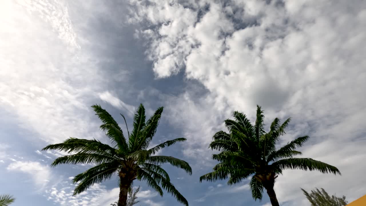 Two coconut trees stand beneath a dramatic, cloudy sky in a tropical outdoor setting