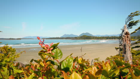 Beautiful-long-clean-and-empty-beach-on-a-blue-sky-day-with-flowers-in-foreground