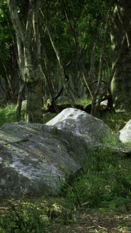 Lush forest featuring large rocks among greenery during daytime