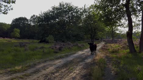 highland cows grazing in purple heathland scenery in national park de meinweg, netherlands - 4k60