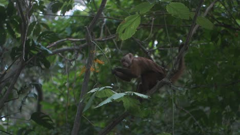 small capuchin monkey sitting and eating on a branch of a tree at the green forest of tayrona park, colombia