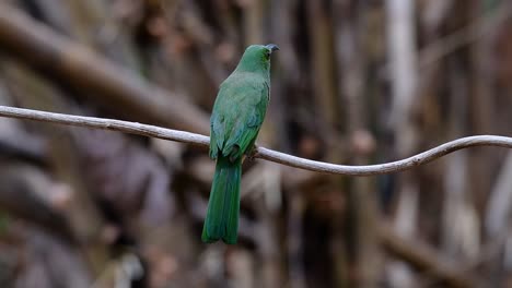 El-Abejaruco-De-Barba-Azul-Se-Encuentra-En-La-Península-De-Malaya,-Incluida-Tailandia,-En-Claros-De-Bosques-Particulares