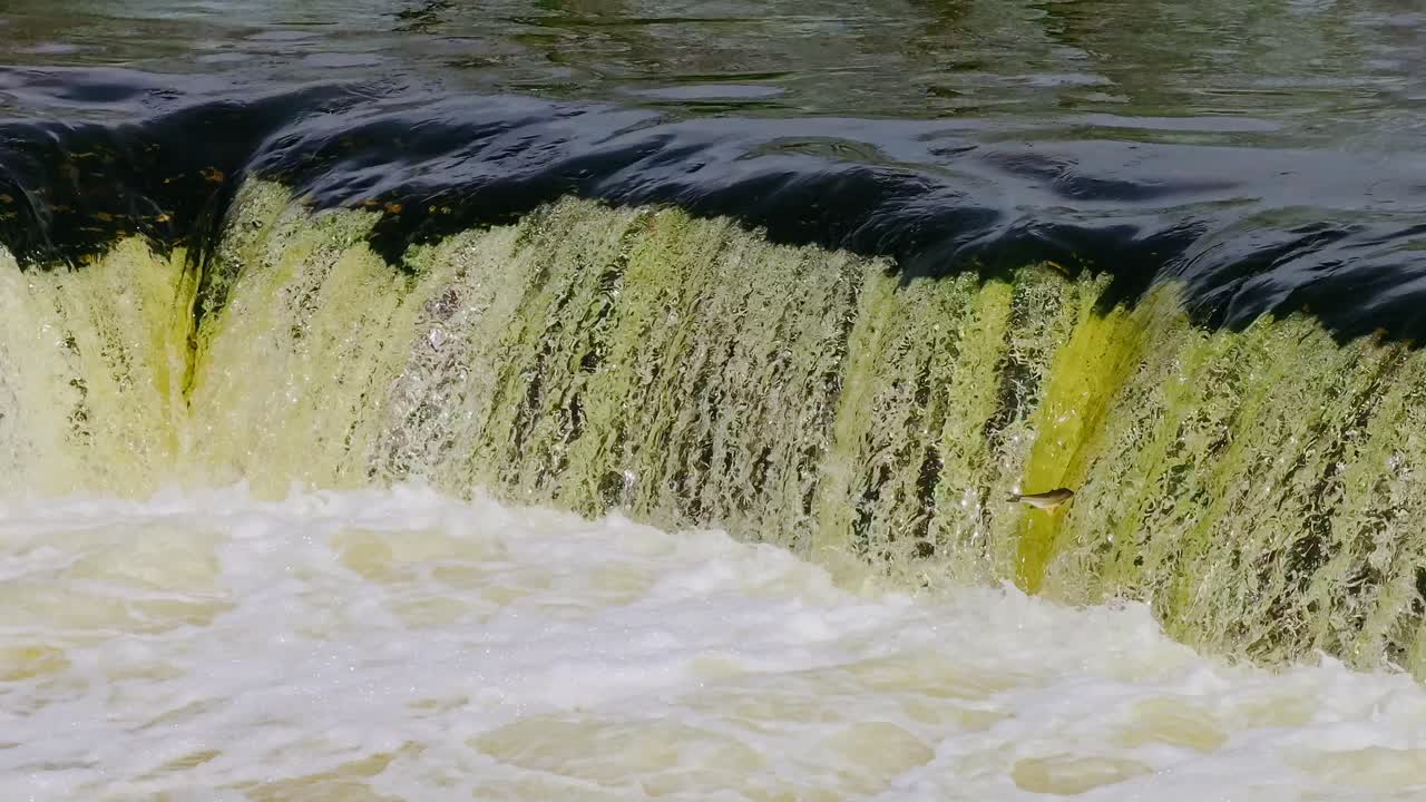 Natural wildlife moment showing fish power and persistence against water stream