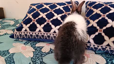 cute-black-and-white-Bunny-Rabbit-on-bed-looking-for-food-and-hiding-under-cushion