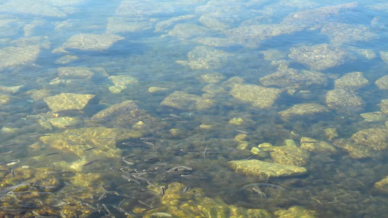 School of fishes in the sea. Fishes under water