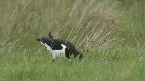 Oystercatcher-feeding-by-probing-with-it's-orange-bill-on-upland-pasture