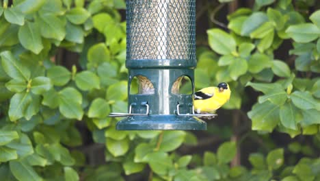 american goldfinch feeds at a urban backyard bird feeder