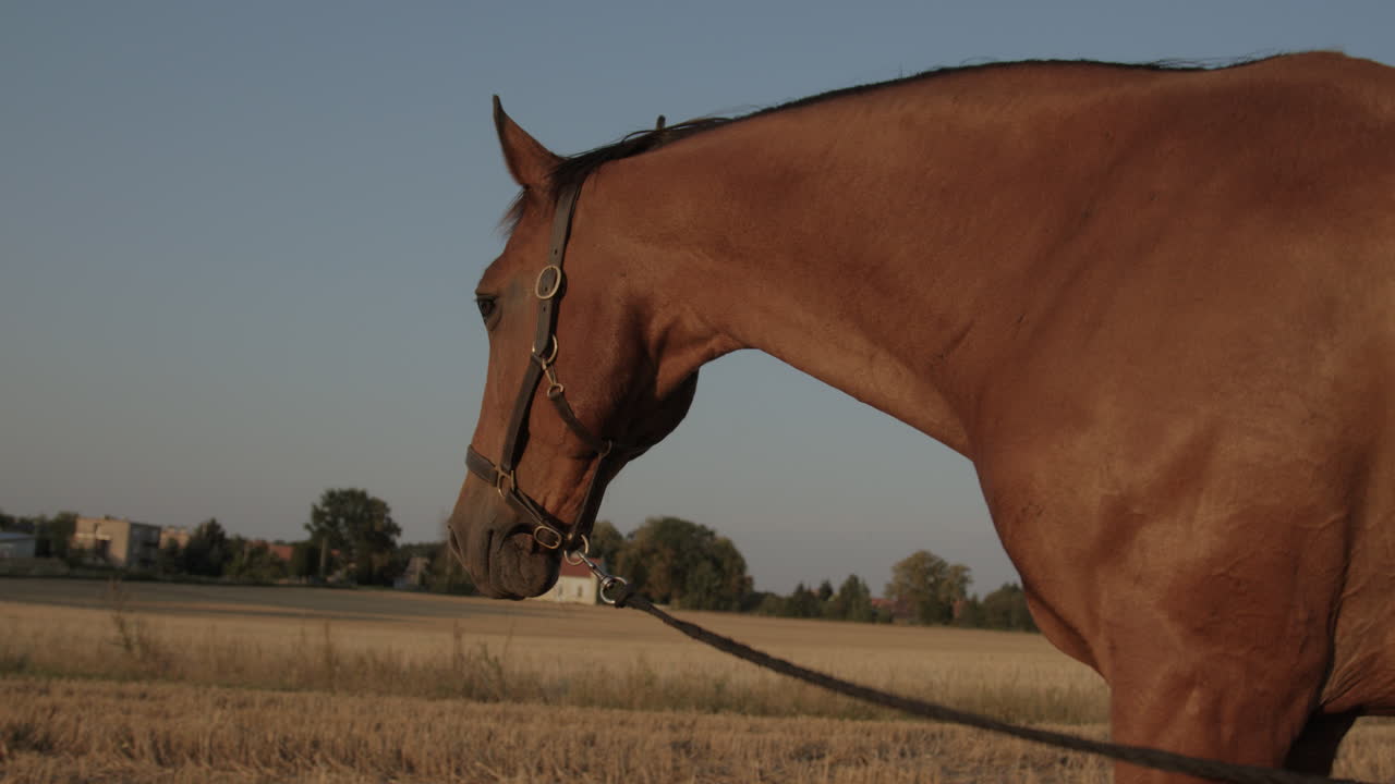 Un cavallo marrone su un campo