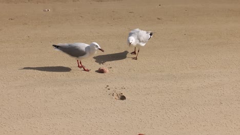 two seagulls pecking and walking on beach