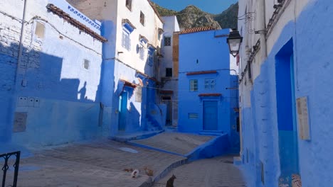 slow tilt down view across idyllic blue courtyard in chefchaouen with group of cats on ground