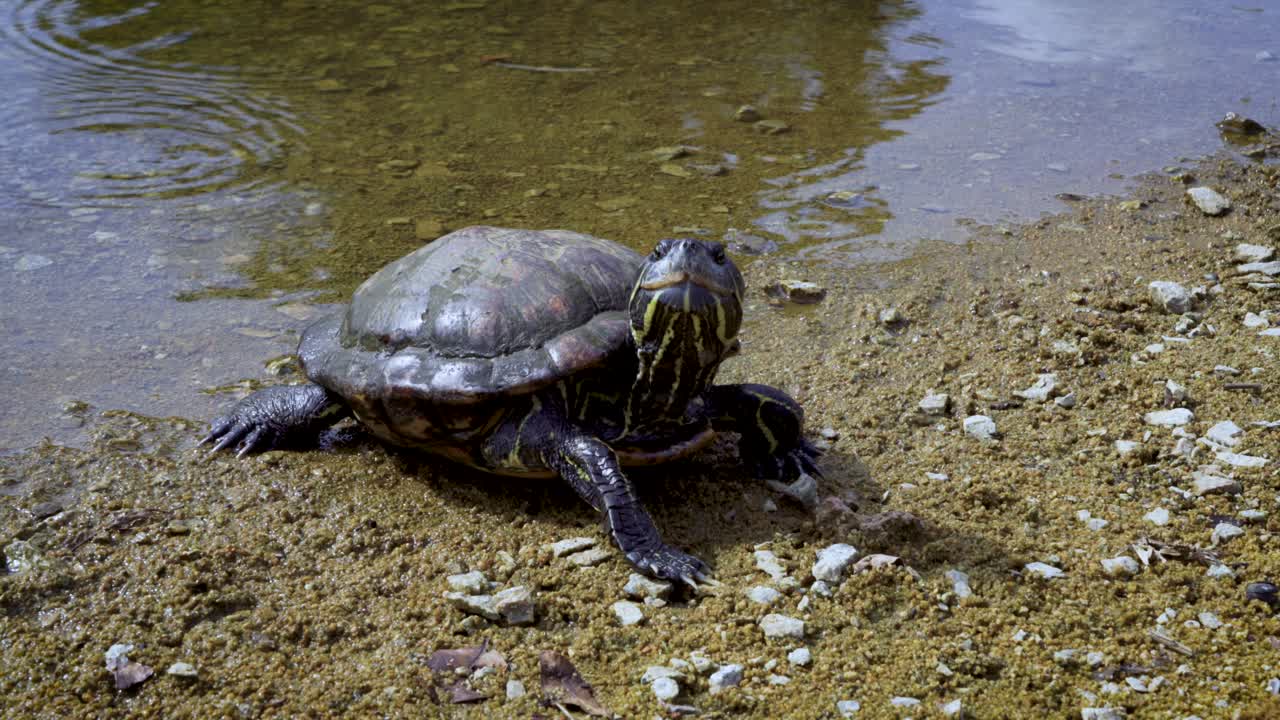Close up footage of a turtle in front of a pond