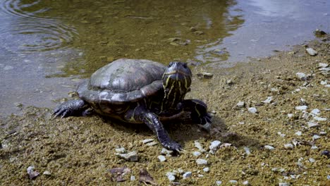 imágenes de cerca de una tortuga frente a un estanque