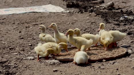 group of ducklings eating from a circular feeder
