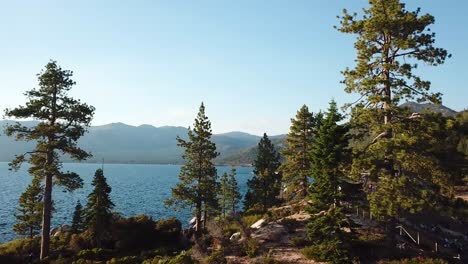 Flying-Over-Coniferous-Trees