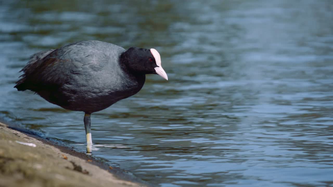 호수에서 영국 새의 슬로우 모션 클로즈업