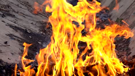 flame fire burning dry leaf. slow motion fire and smoke glowing and floating and bright on ground