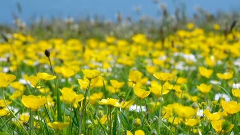 Wild-flowers-of-yellow-buttercups-and-white-daisy-in-rural-English-countryside-meadow-field