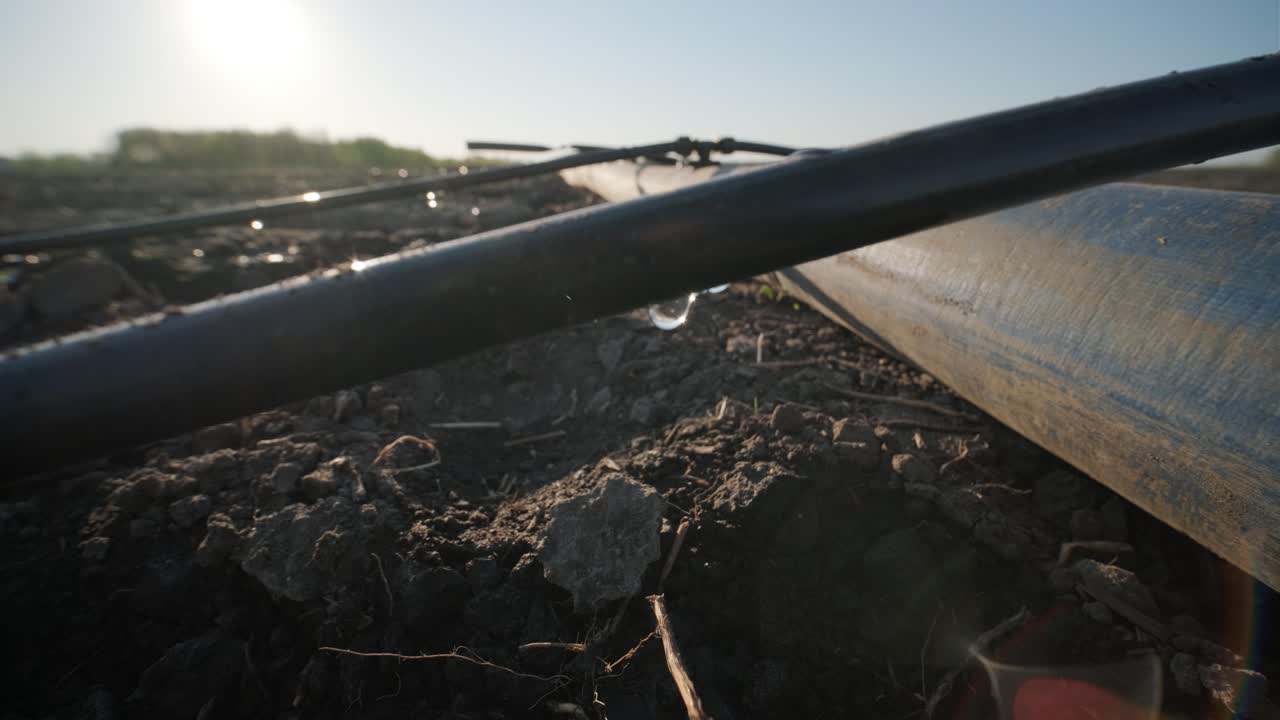 Sistema di irrigazione su terreno agricolo. Sistema di irrigazione a goccia a risparmio idrico utilizzato in un campo.