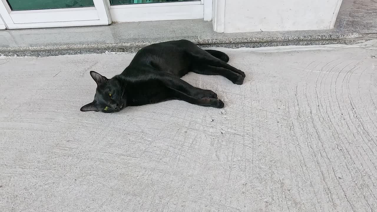검은 고양이가 콘크리트 표면에 평화롭게 누워 있고, 유리 문 근처의 주변 빛에 고 있습니다.
