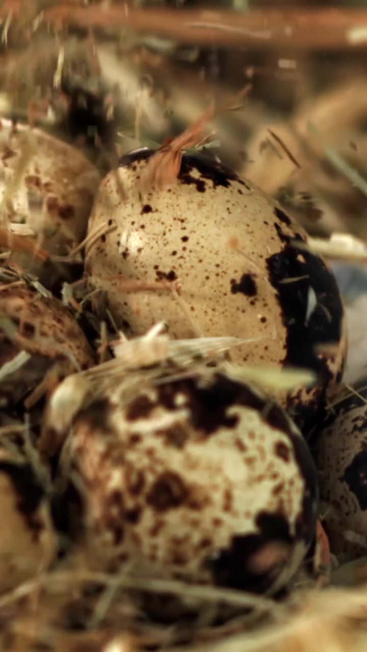 Hay Falling on Speckled Quail Eggs in a Rustic Nest