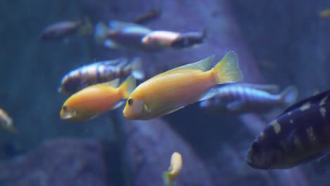 4k colored fish in the aquarium of the guadalajara zoo, jalisco, mexico