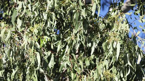 las hojas de los árboles se mueven suavemente en la brisa