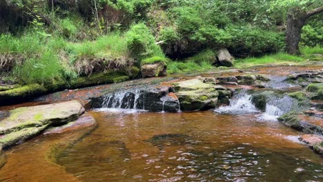 arroyo de bosque pacífico de movimiento lento con agua que fluye sobre rocas pequeñas y grandes