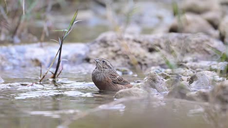 El-Banderín-De-Roca-Está-Tomando-Un-Baño-Para-Pájaros-En-Un-Arroyo-De-Agua.