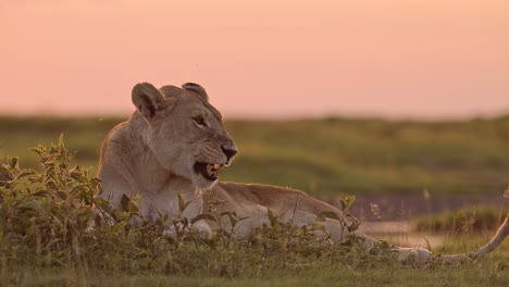 Lion-in-Orange-Sunset-in-Tanzania-in-Africa-in-Serengeti-National-Park,-Lioness-Under-Sunrise-Sky-in-Beautiful-Golden-Sunlight-Sun-Light,-African-Wildlife-Low-Angle-Eye-Level-Shot-of-Lions-on-Safari