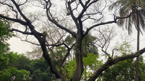 árbol enorme de la selva en el parque ramna en la ciudad de dhaka