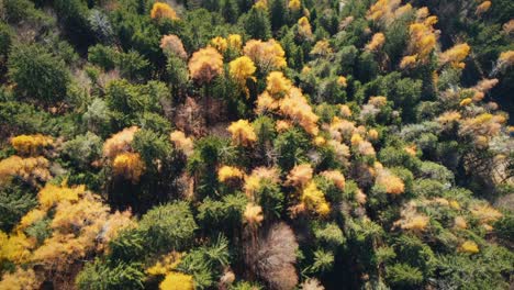 Overhead-Shot-Of-Fantastic-Green-Trees-Landscape-In-Heart-Of-Nature