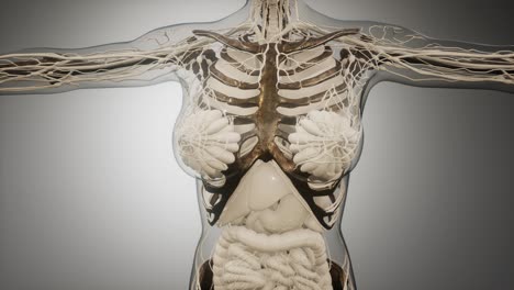 Transparent-Human-Body-with-Visible-Bones