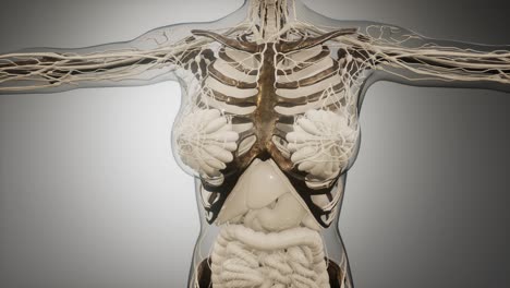 cuerpo humano transparente con huesos visibles