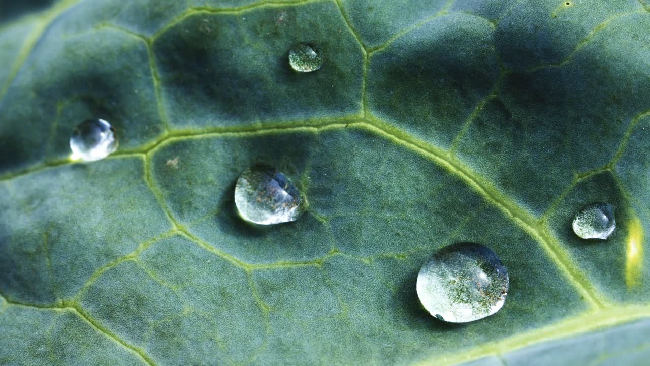 Water Drops on a Cabbage Leaf