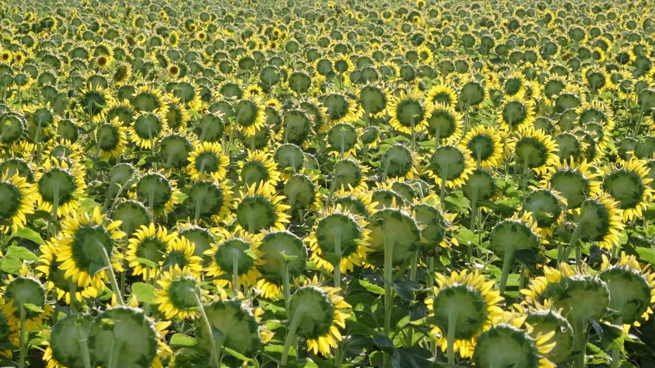 постоянные пейзажные кадры с подсолнечной фермы.
