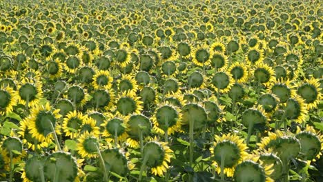 imágenes de paisajes constantes de una granja de girasoles.