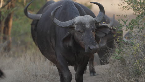 buffalo in the savanna