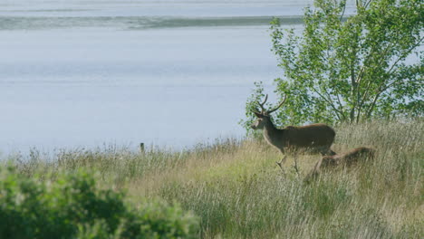 scotland, red deer - grazing in long grasses next to a lake