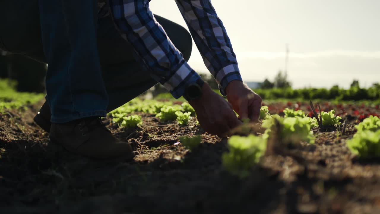 hombre maduro trabajando en una granja