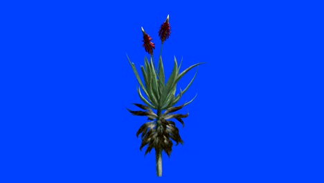 aloe vera medicinal plant. alpha channel keying, blue screen