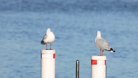 gaviotas interactuando en una boya marina