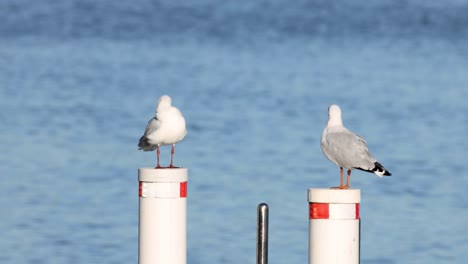 seagulls interacting on a marine buoy