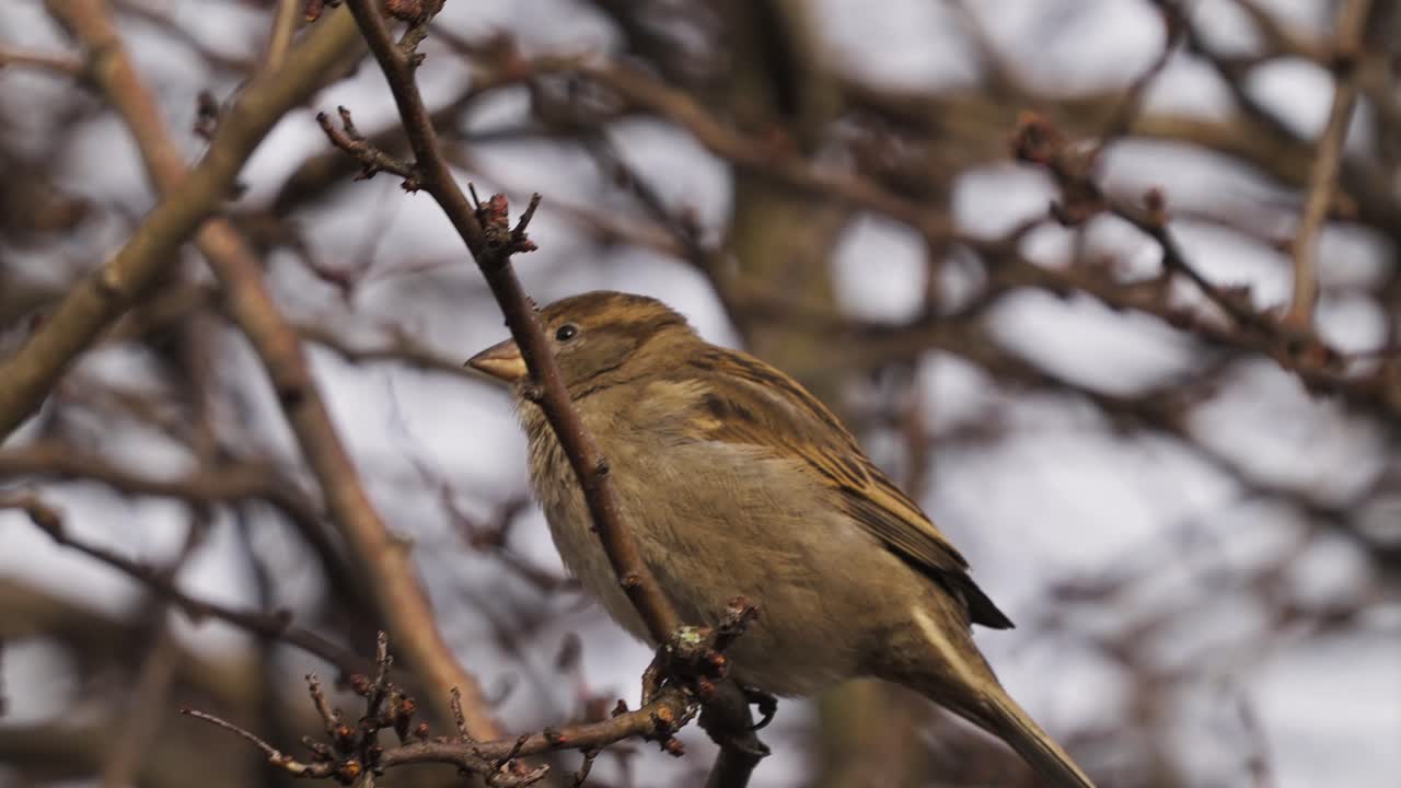 el gorrión es capturado en primer plano liberando excrementos de pájaros en cámara lenta