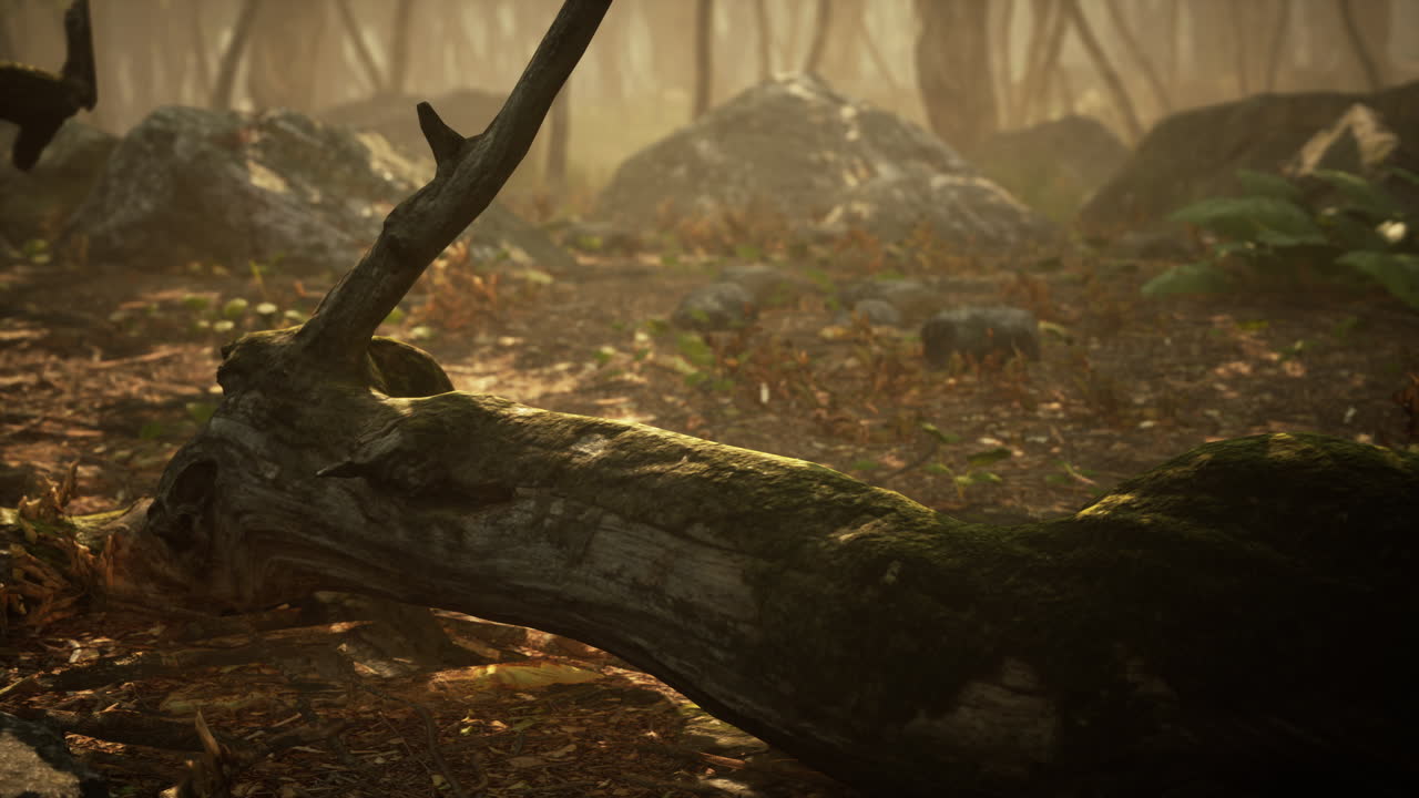 mágico paisaje de bosque oscuro de otoño con rayos de luz cálida