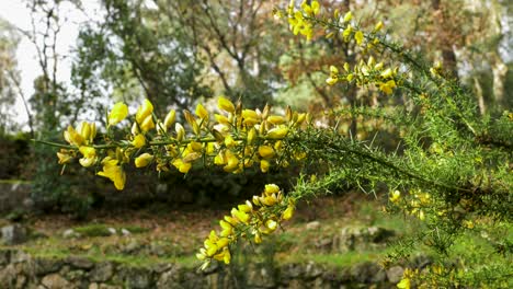 Vívidas-Flores-De-Tojo-En-Hábitat-Natural.