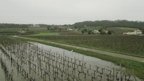 Garza-Se-Encuentra-En-Aguas-De-Viñedos-De-Burdeos,-Francia---Antena