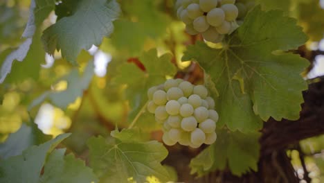White grapes sorrounded by vines medium shot with sunflare