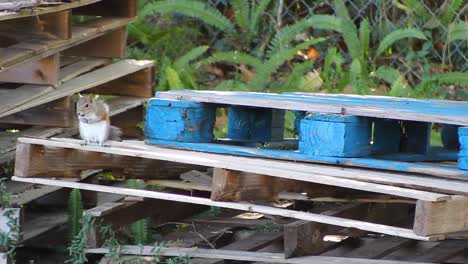 squirrel on pallets eating, then running off