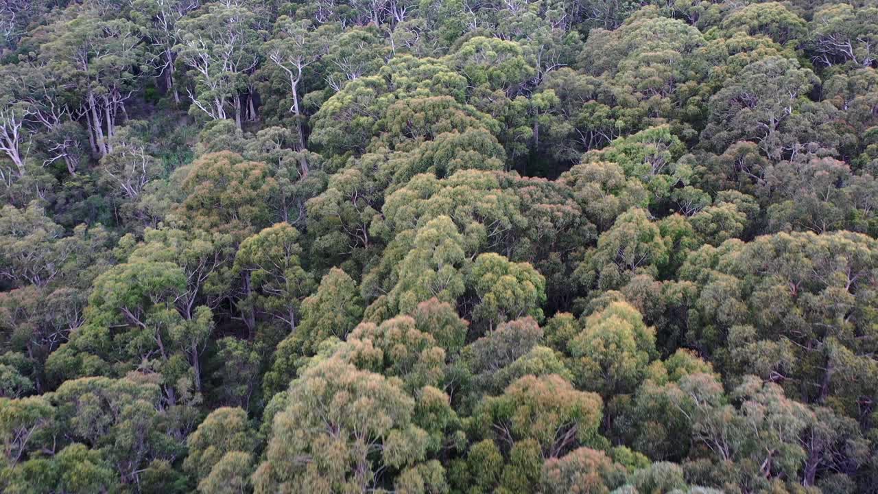 drone aéreo pan alrededor del bosque de árboles altos verdes y marrones en el paisaje, hermosa textura y paisaje con suciedad durante el día ventoso