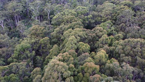 aerial drone pan around forest of green and brown tall trees in landscape, beautiful texture and landscape with dirt during windy day